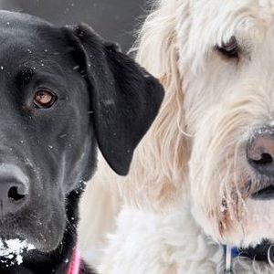 Meet your Posher, Vicky